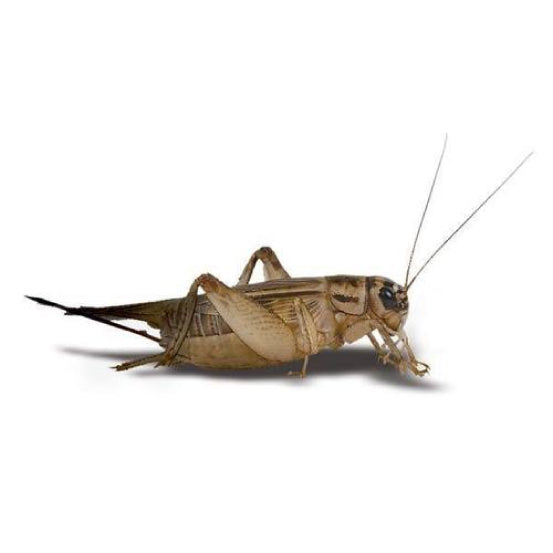 BB LIVE CRICKETS TUB SMALL