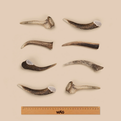WAG ANTLER WHOLE SMALL