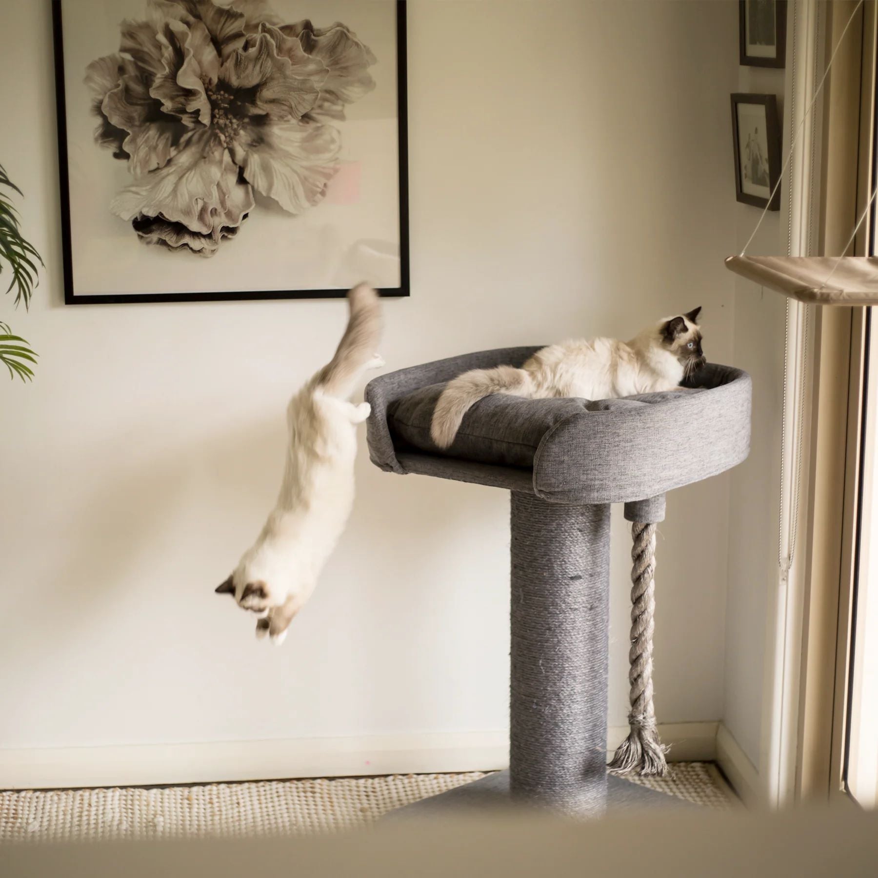 KAZ CAT SCRATCHER HIGH SOFA W SISAL
