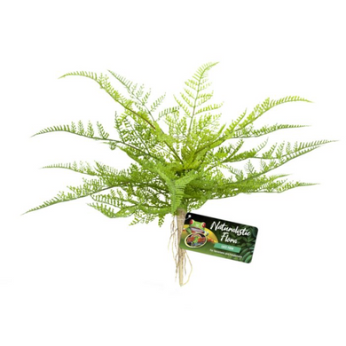 ZOO MED PLANT LACE FERN