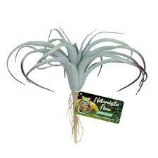 ZOO MED PLANT TILLANDSIA