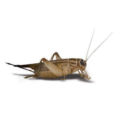 BB LIVE CRICKETS TUB PINHEAD