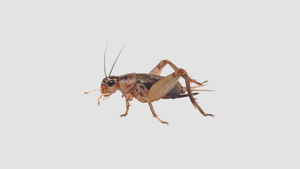 MINIBEAST LIVE CRICKETS EXTRA SMALL