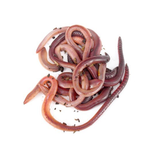 FISH ORGANIC LIVE EARTHWORMS 25G