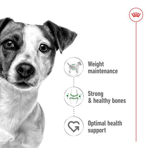 ROYAL CANIN DOG MINI ADULT 4KG