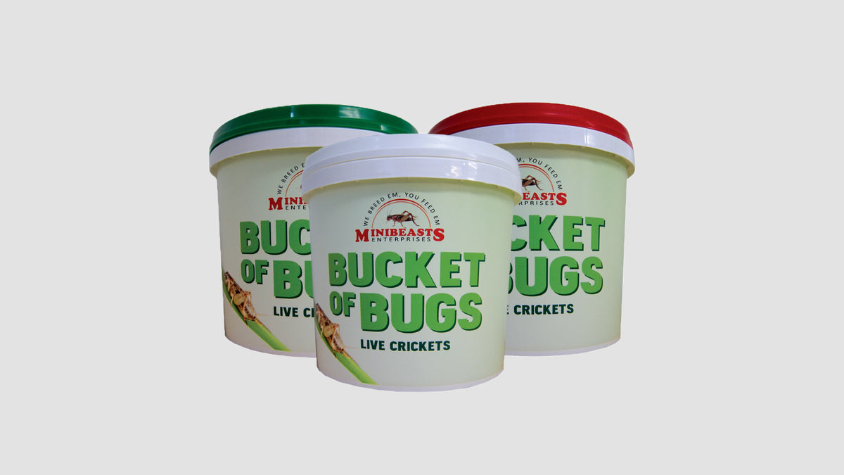 MINIBEAST BUCKET OF BUGS LARGE