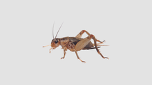 Load image into Gallery viewer, MINIBEAST LIVE CRICKETS LARGE