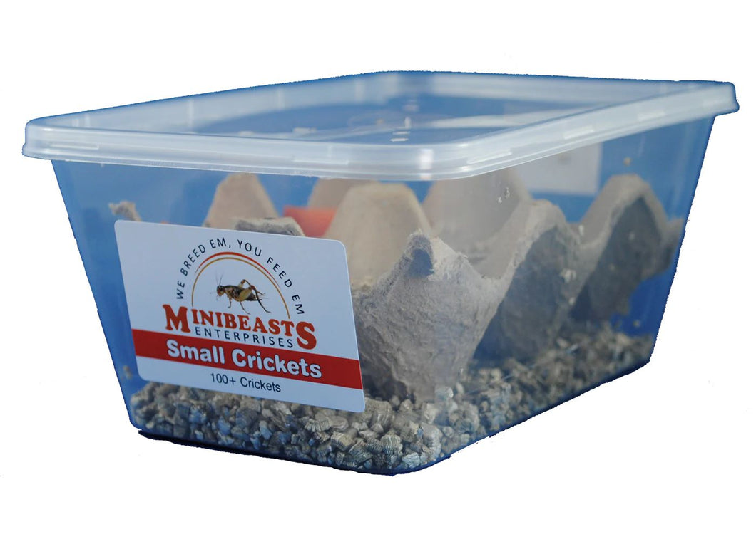 MINIBEAST LIVE CRICKETS SMALL