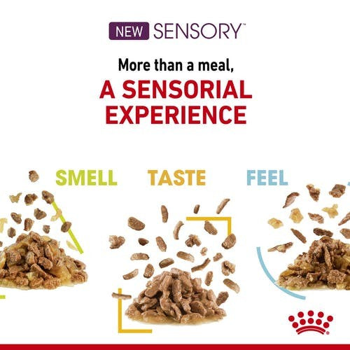 Pack of ROYAL CANIN CAT SENSORY SMELL JELLY 85G X 12