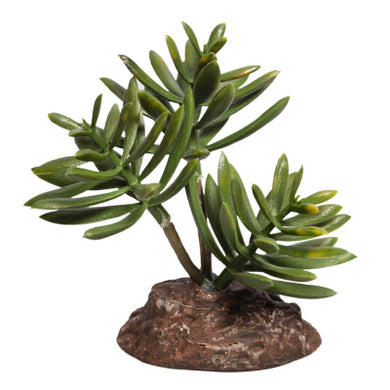 REPTILE PLANT MINI SENECIO GREEN WITH CERAMIC BASE