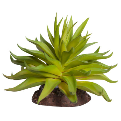 REPTILE PLANT MINI CARPOBROTUS GREEN WITH CERAMIC BASE