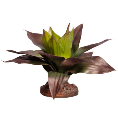 REPTILE PLANT MD SPATHACEA GREEN RED WITH CERAMIC BASE