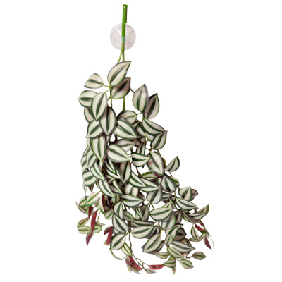 REPTILE HANGING PLANT 70CM TRADESCANTIA GREEN SILVER W SUCTION CUP