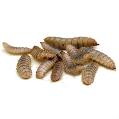 PISCES VITAWORMS 20G