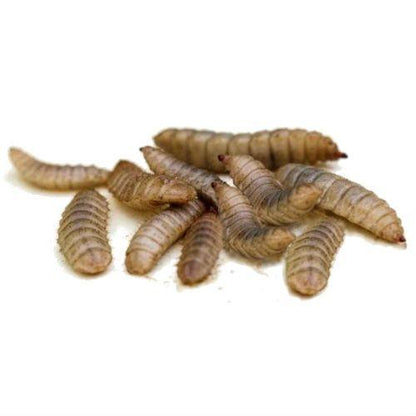 PISCES VITAWORMS 20G