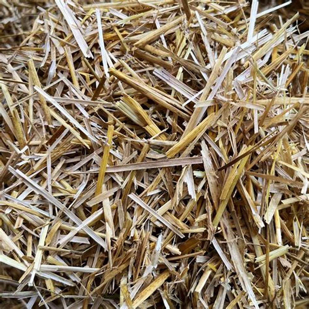 BARLEY STRAW WAFER