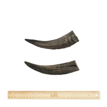 Load image into Gallery viewer, BARK &amp; BEYOND GOAT HORN SMALL