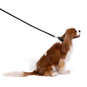 EZYDOG LEASH OXFORD 48 LITE BROWN