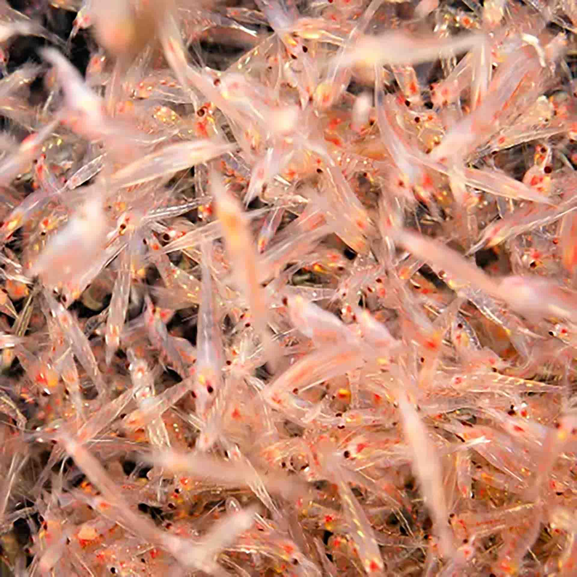 MYSIS SHRIMP 26G